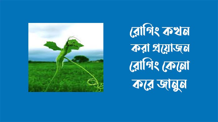 রোগিং কোন সময় করতে হয়