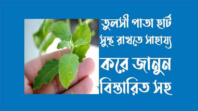 তুলসী পাতা হার্ট সুস্থ রাখতে সাহায্য করে তুলসী পাতা হার্ট সুস্থ রাখতে সাহায্য করে