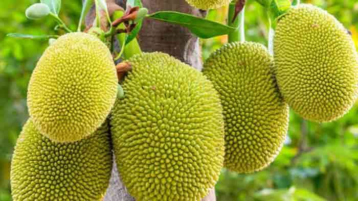 কাঁঠাল খেলে কি হয় - কাঁঠালের কয়েকটি স্বাস্থ্য উপকারিতা